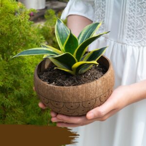 coconut shell planter